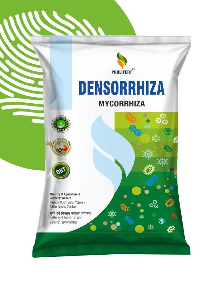 DENSORRHIZA (MYCORRHIZA)