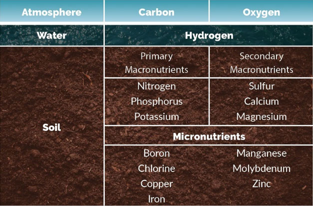 Soil Ecosystem